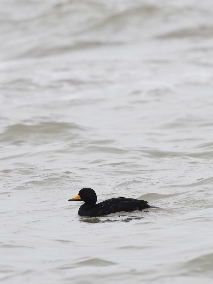 Black Scoter - ML627192986