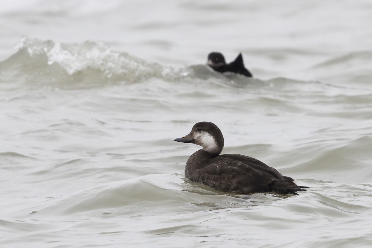 Black Scoter - ML627192987