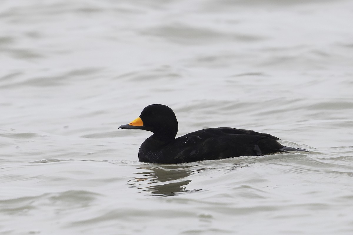 Black Scoter - ML627192988