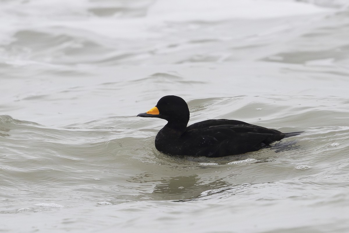 Black Scoter - ML627192989