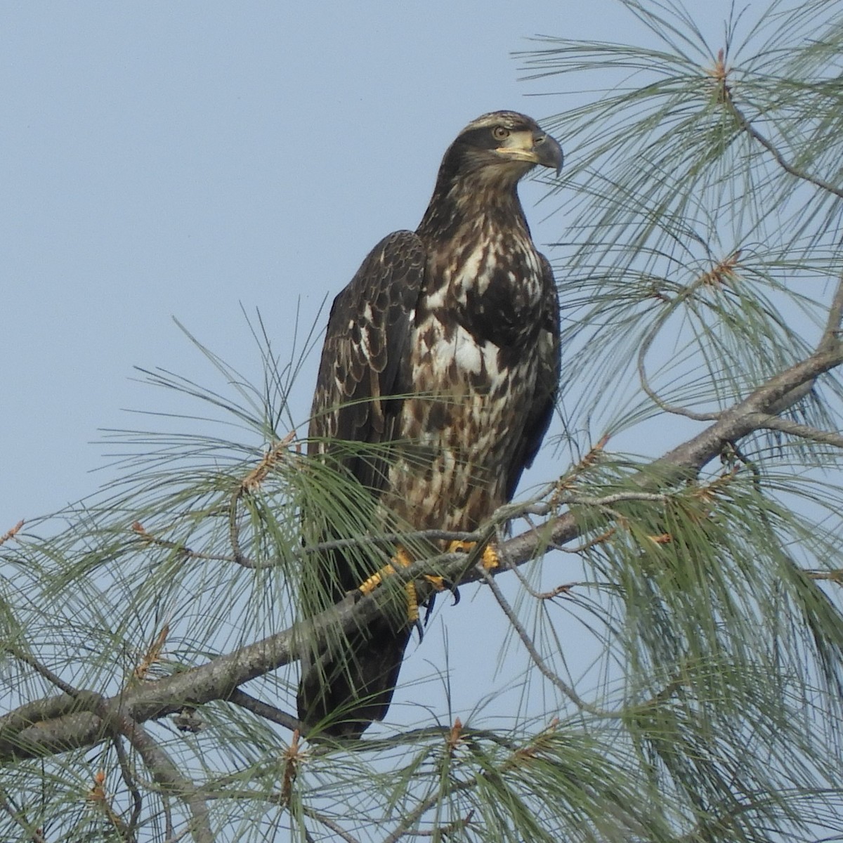 Bald Eagle - ML627193047