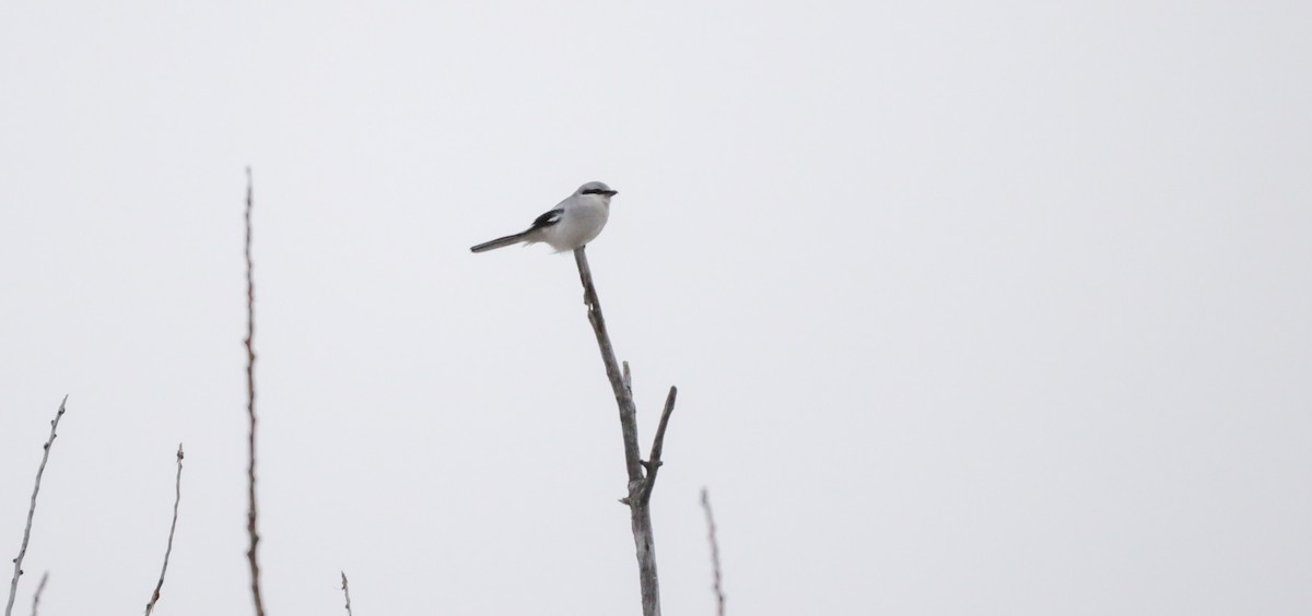 Northern Shrike - ML627193109