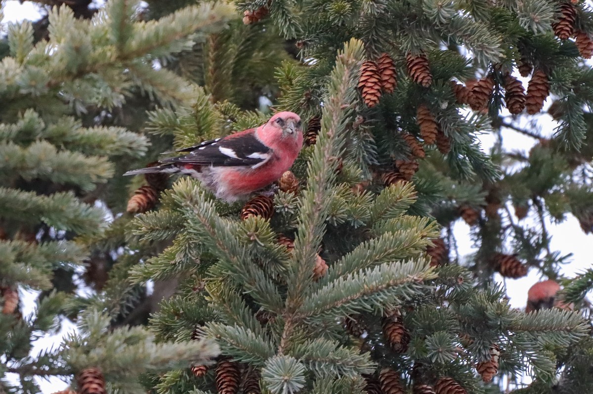White-winged Crossbill - ML627193142