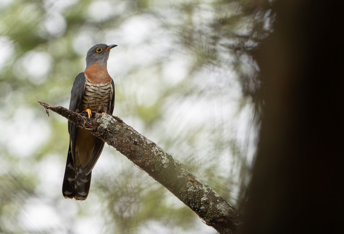Red-chested Cuckoo - ML627193219