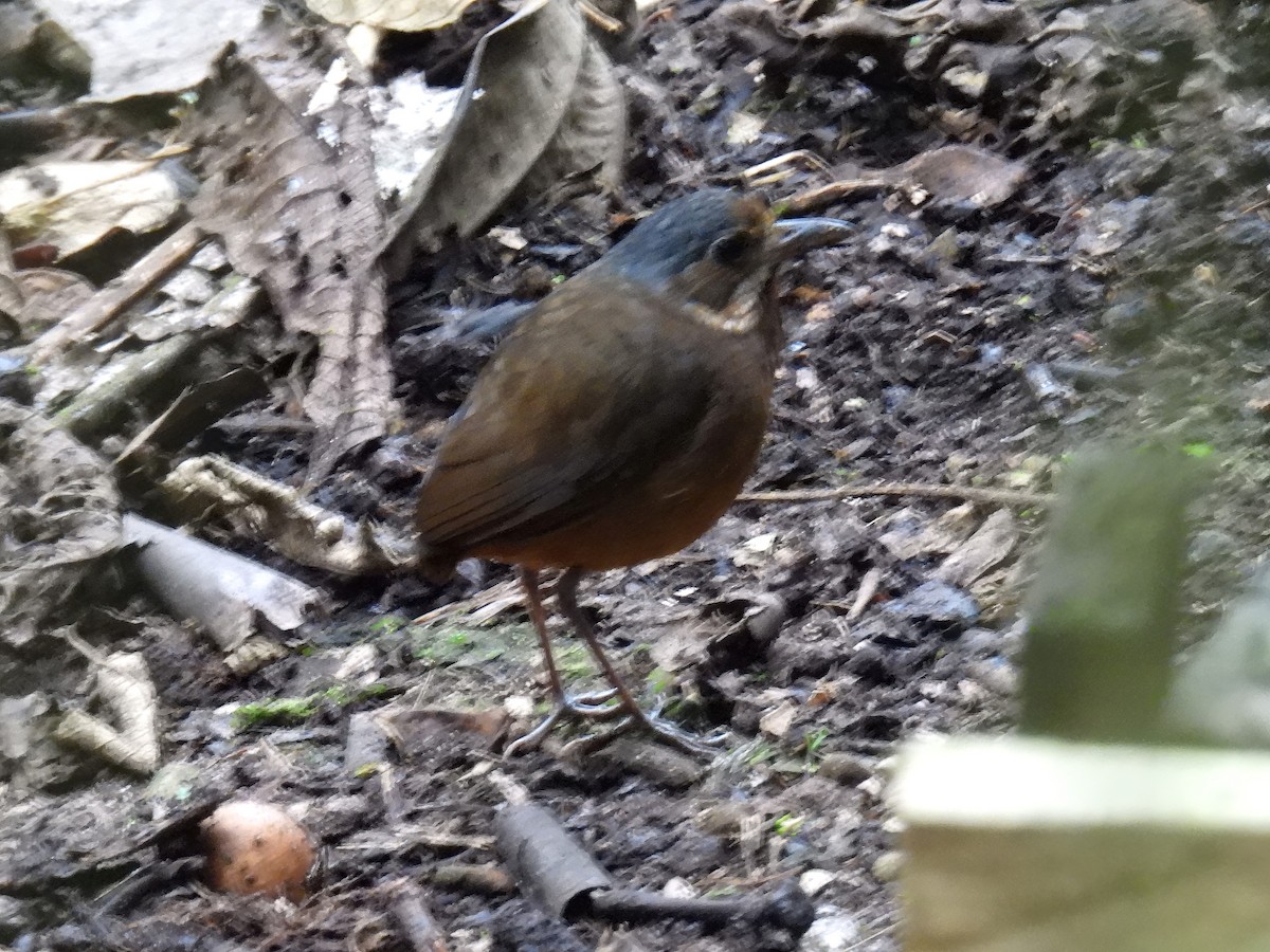 Moustached Antpitta - ML627193266