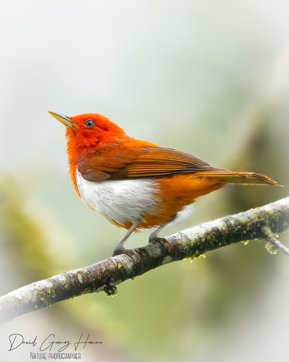 Scarlet-and-white Tanager - ML627193462