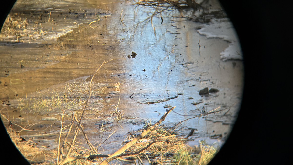 Wilson's Snipe - ML627194023