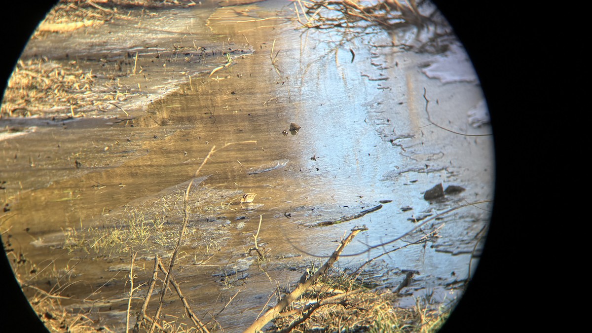 Wilson's Snipe - ML627194024