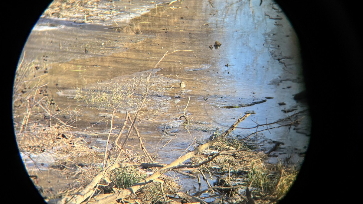 Wilson's Snipe - ML627194025