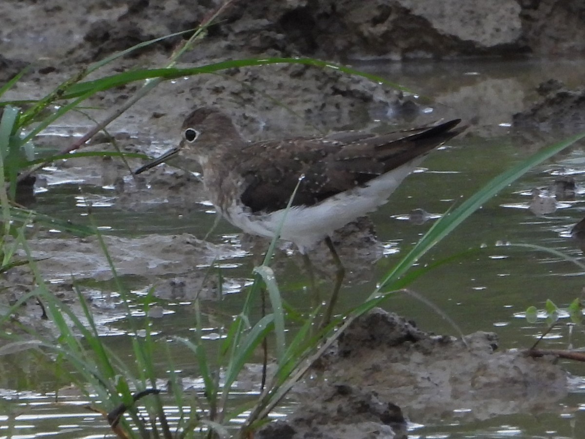 Solitary Sandpiper - ML627194604