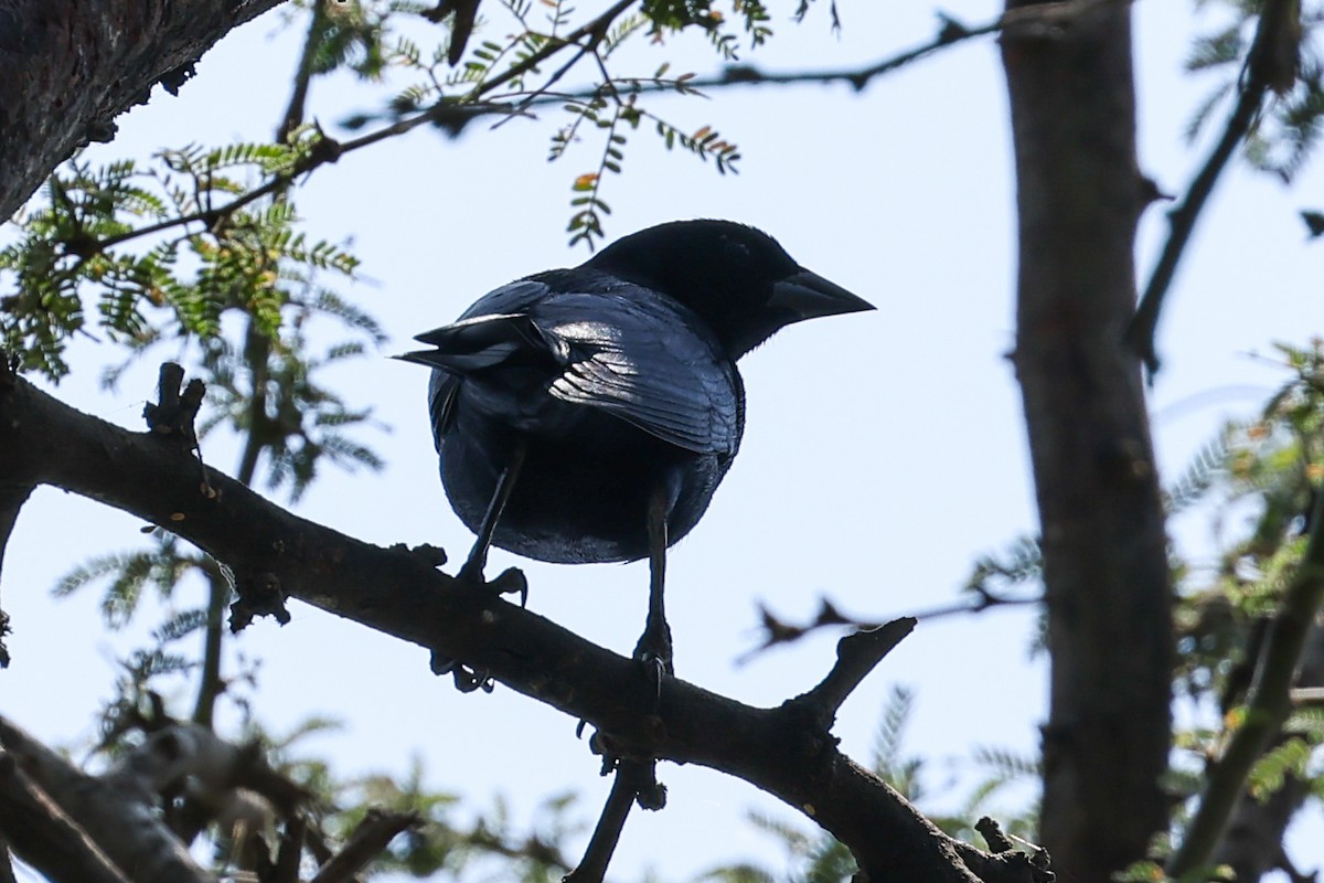 Scrub Blackbird - ML627194633