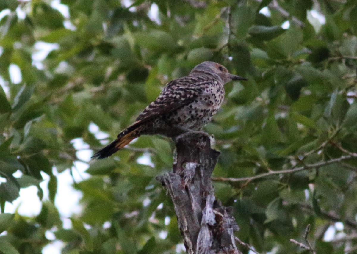 Northern Flicker (Yellow-shafted x Red-shafted) - ML62719471