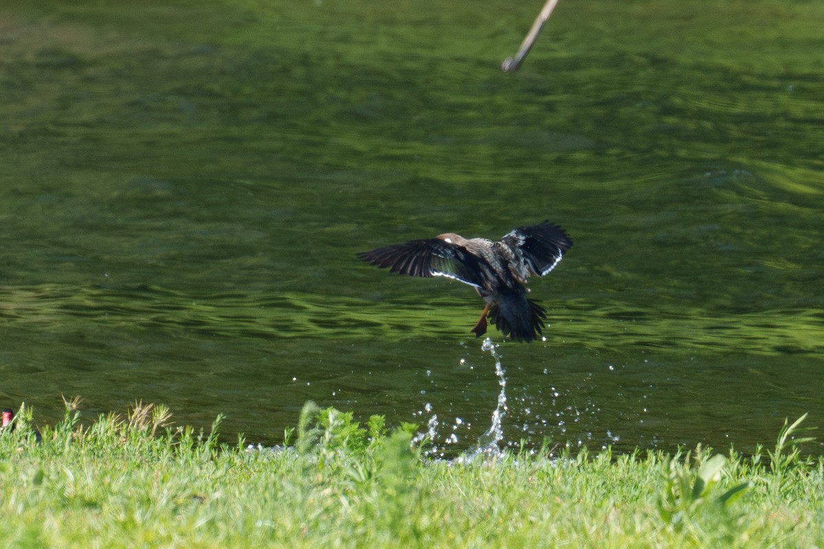 Spectacled Duck - ML627194808