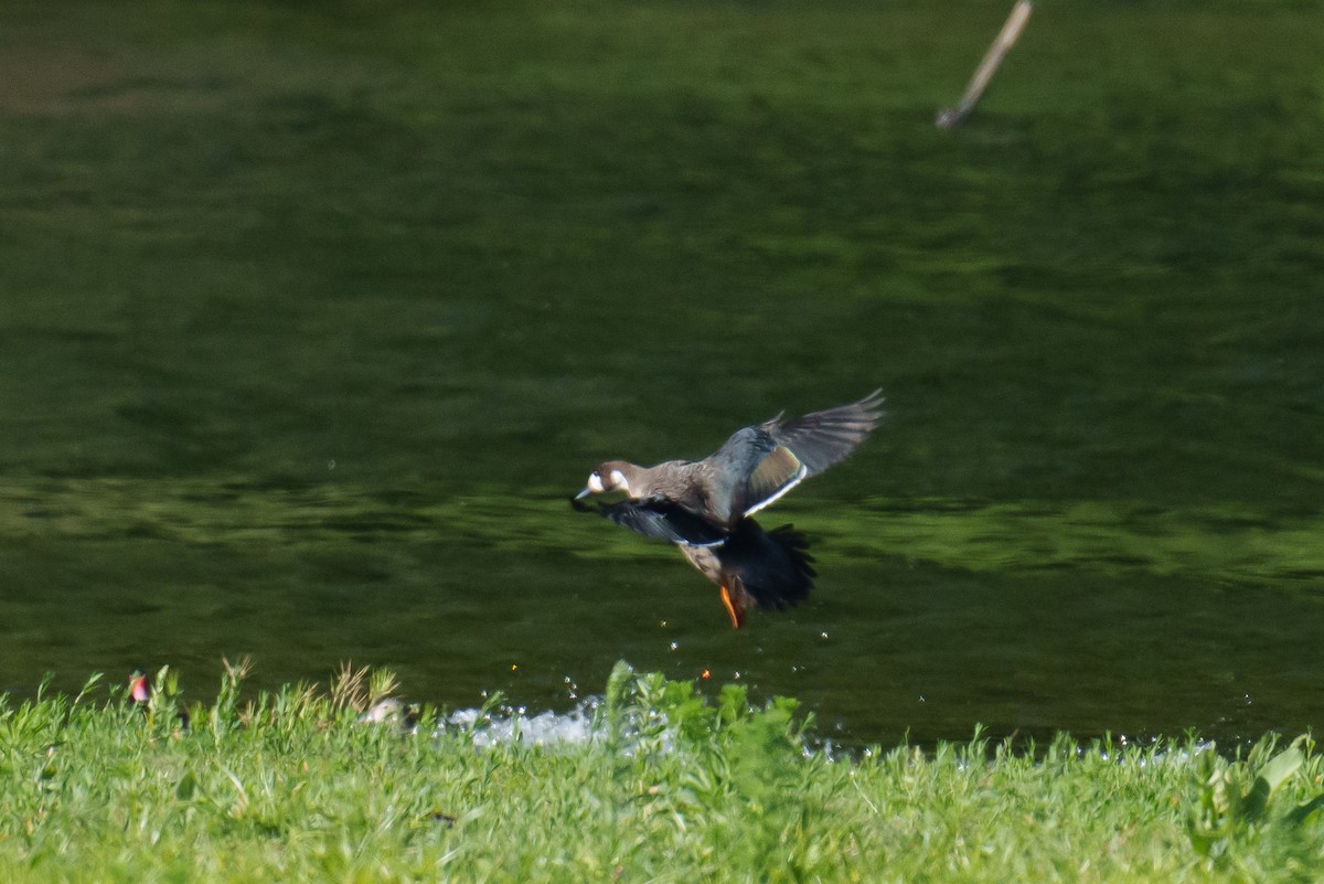 Spectacled Duck - ML627194809