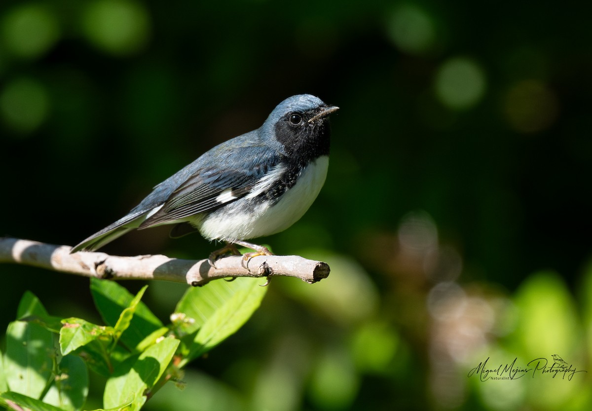 Paruline bleue - ML627194852