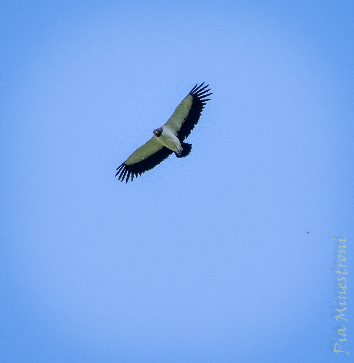 King Vulture - ML627194865