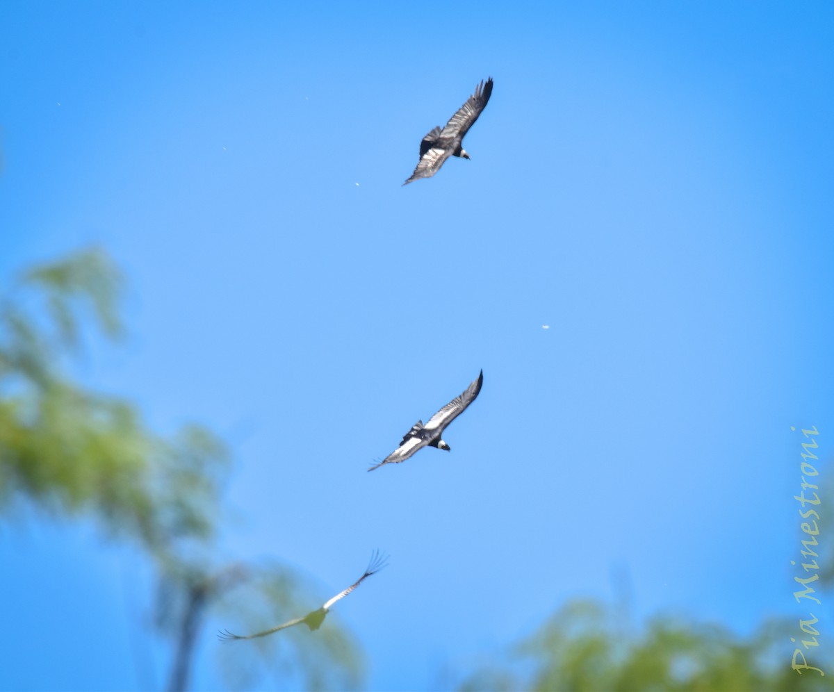 Andean Condor - ML627194880