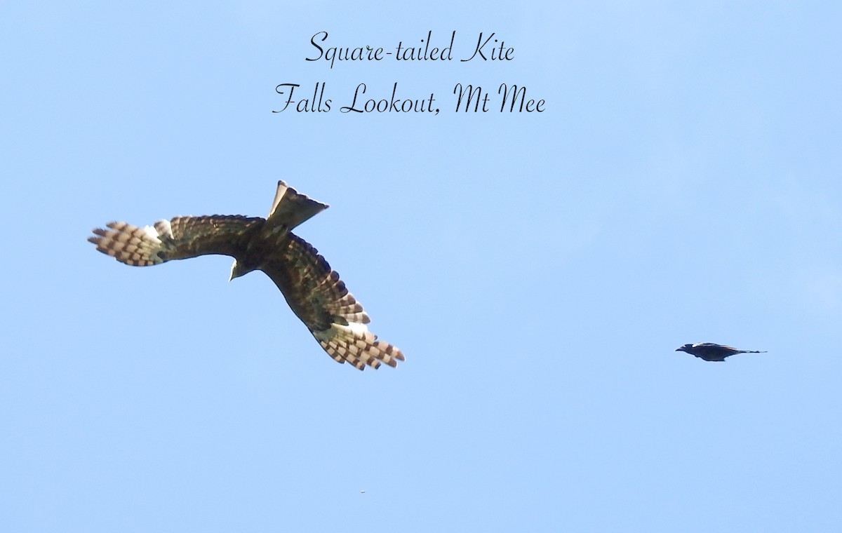 Square-tailed Kite - ML627195466