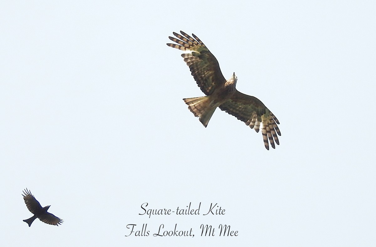 Square-tailed Kite - ML627195467