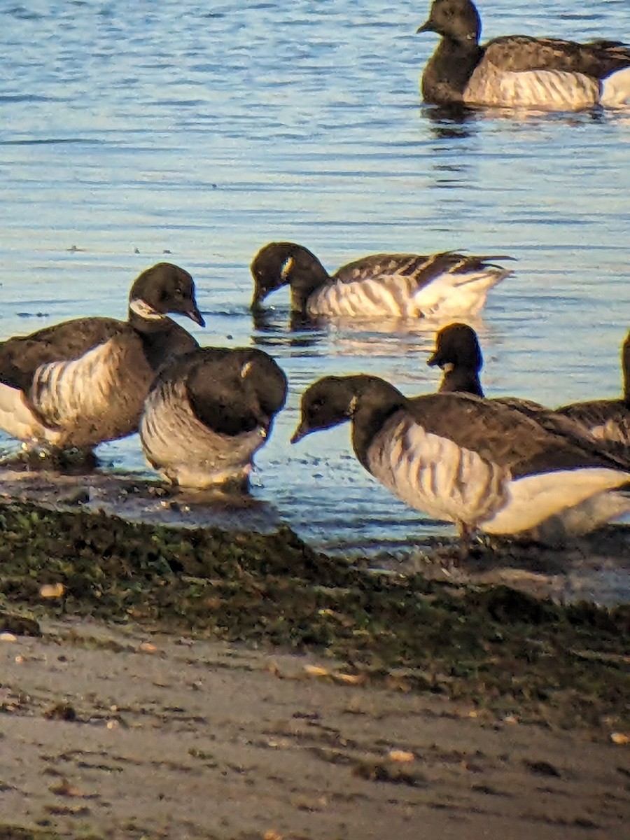 Brant (Black) - ML627195523