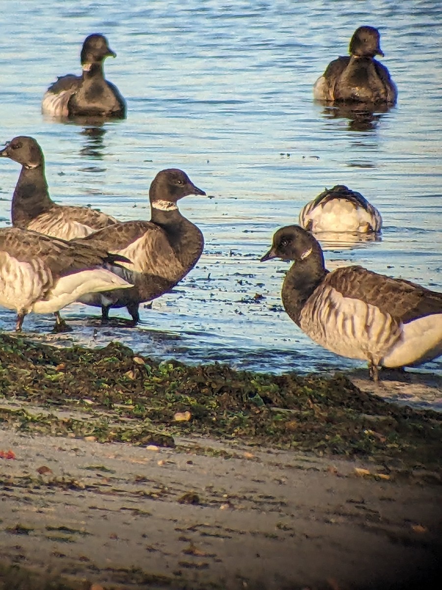 Brant (Black) - ML627195524