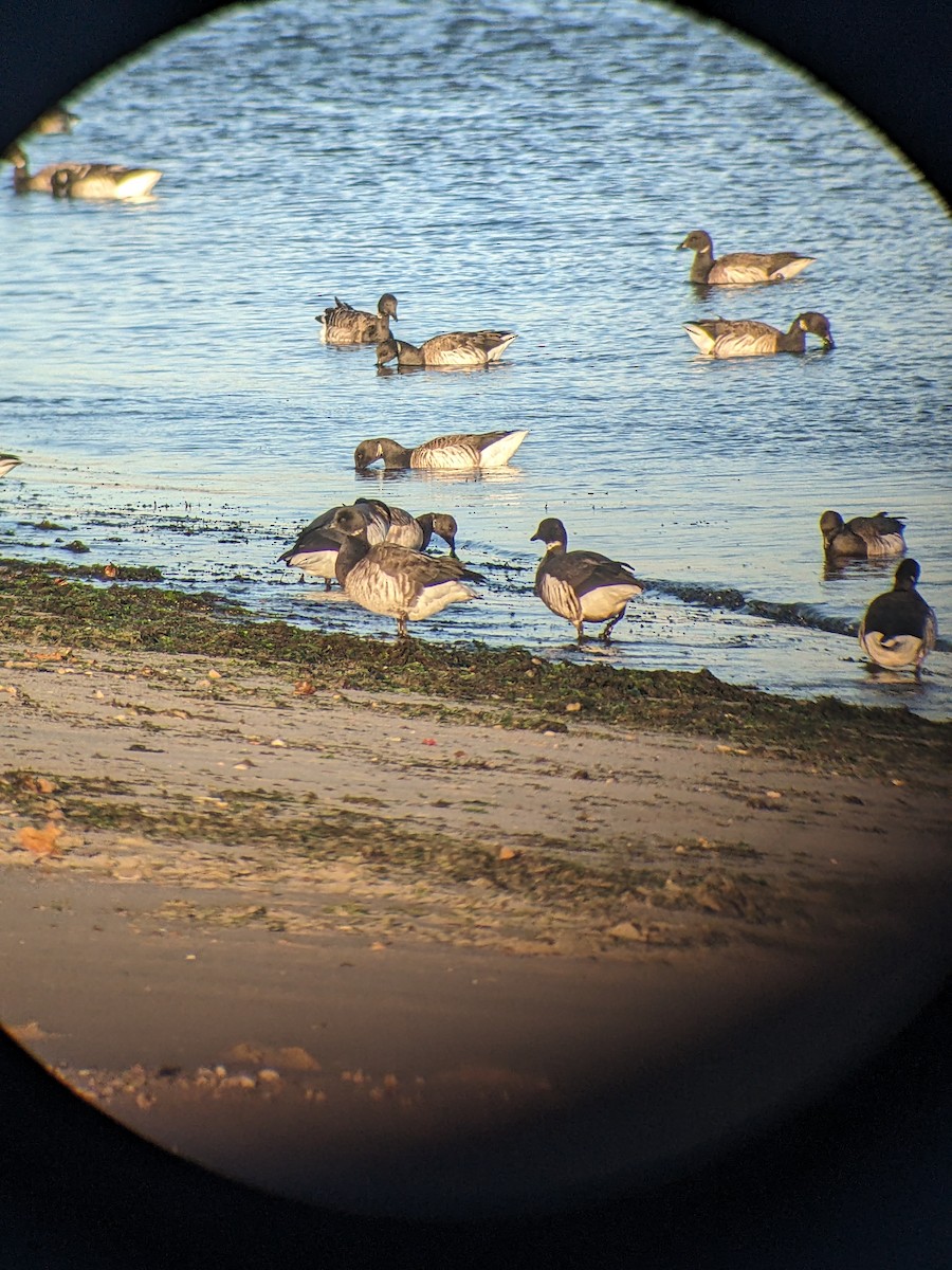 Brant (Black) - ML627195527