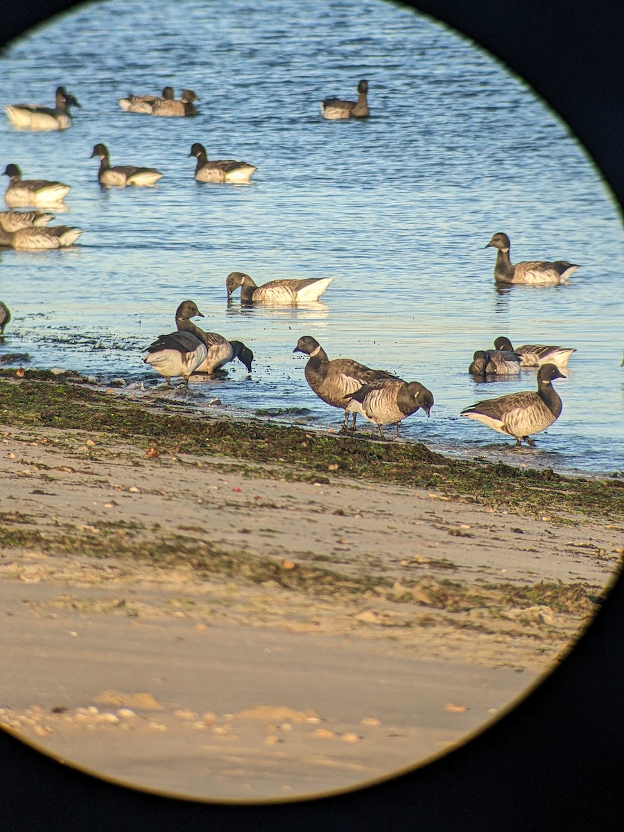 Brant (Black) - ML627195528