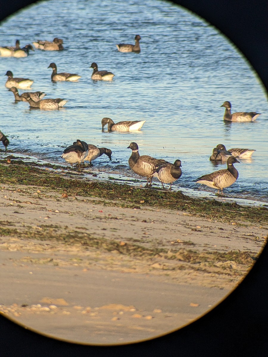 Brant (Black) - ML627195529