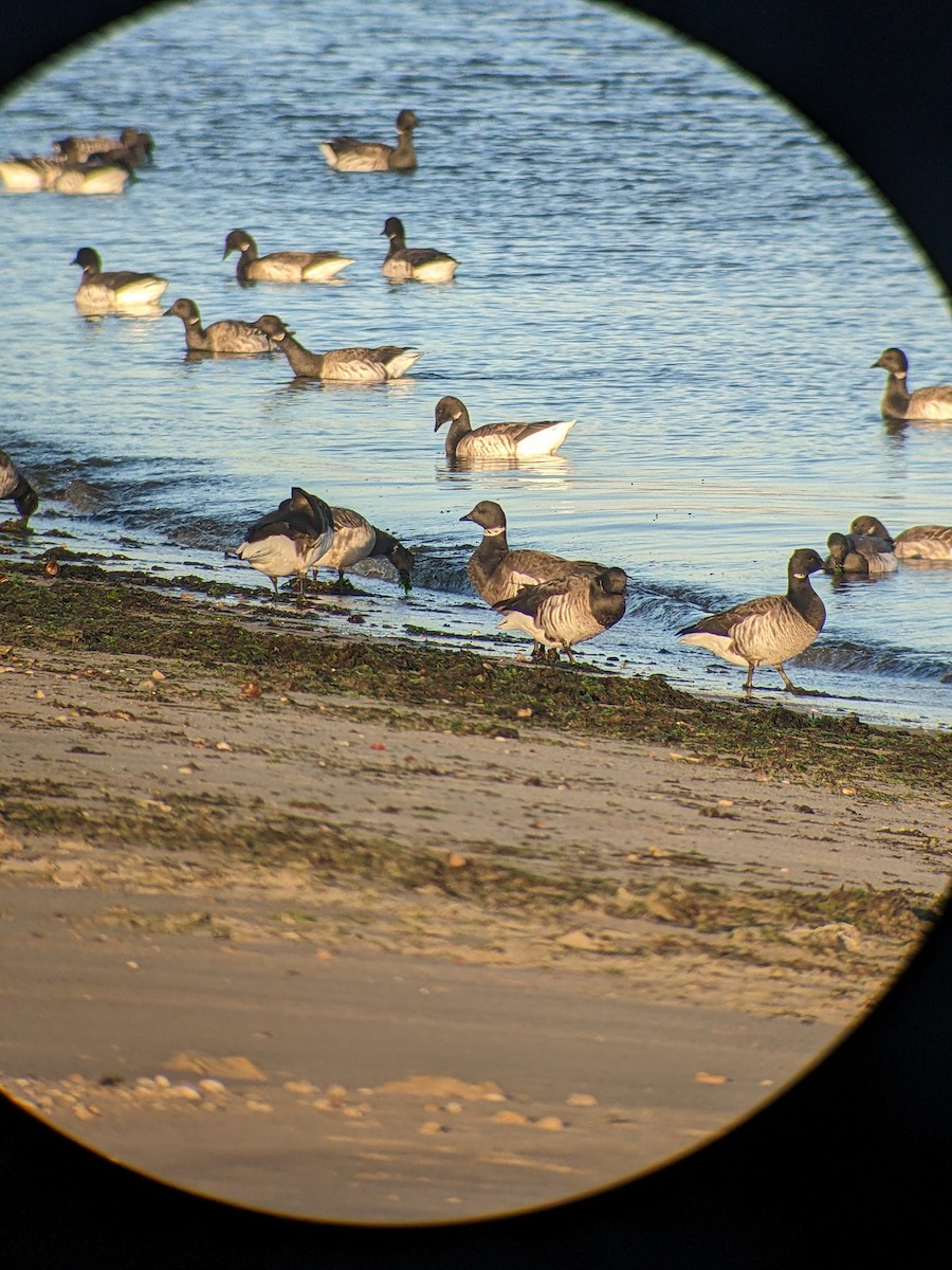 Brant (Black) - ML627195531