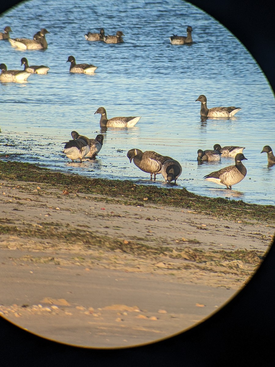 Brant (Black) - ML627195532