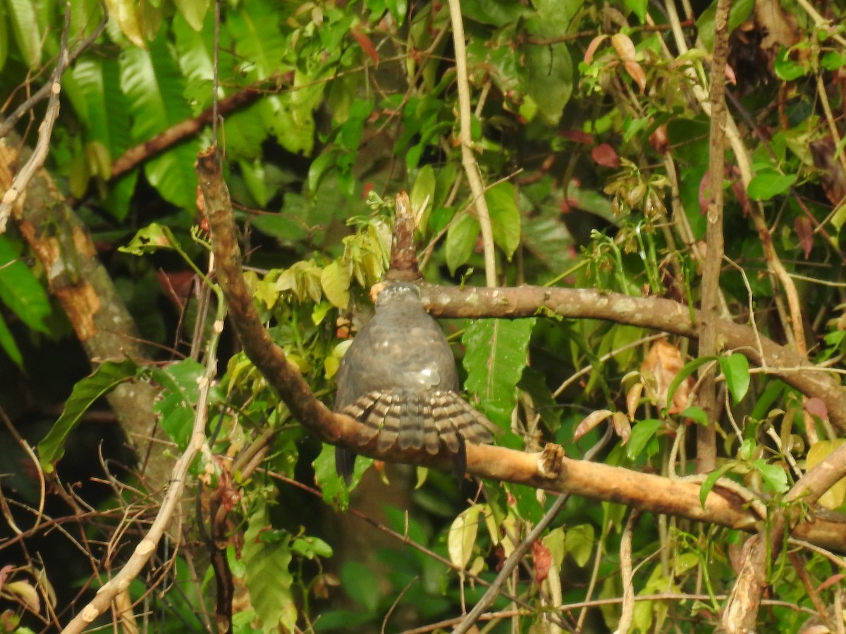 Chinese Sparrowhawk - ML627195568