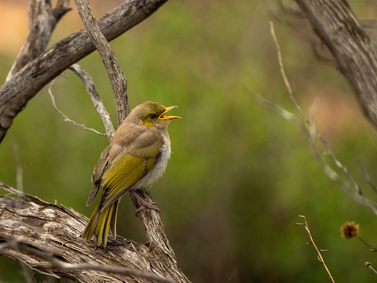 Yellow-plumed Honeyeater - ML627195620