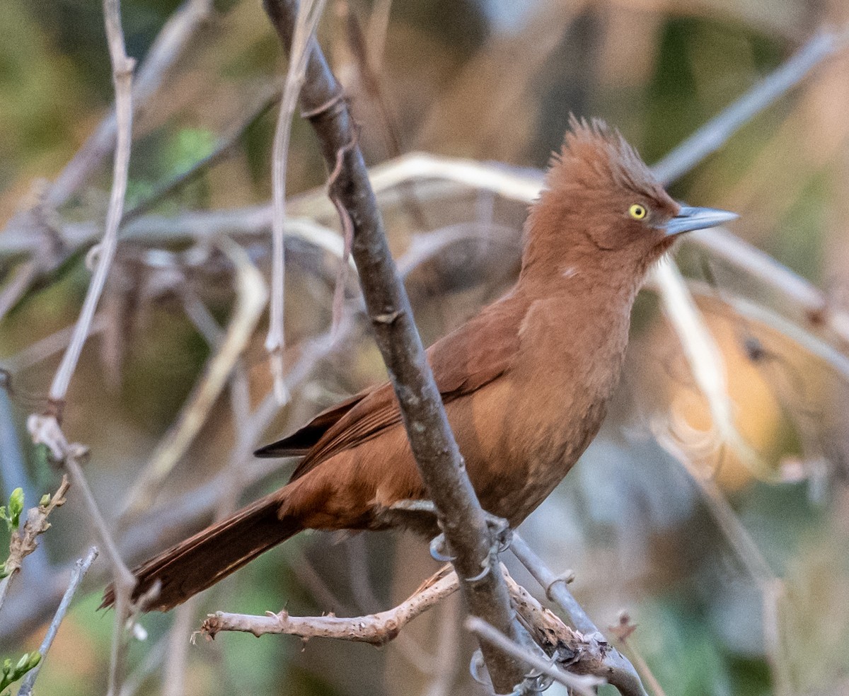 Rufous Cacholote - ML627195647