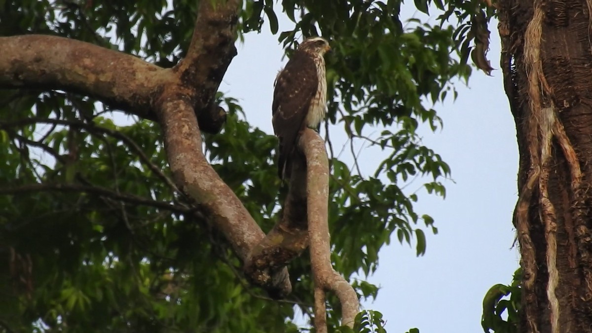 Gray-faced Buzzard - ML627195650