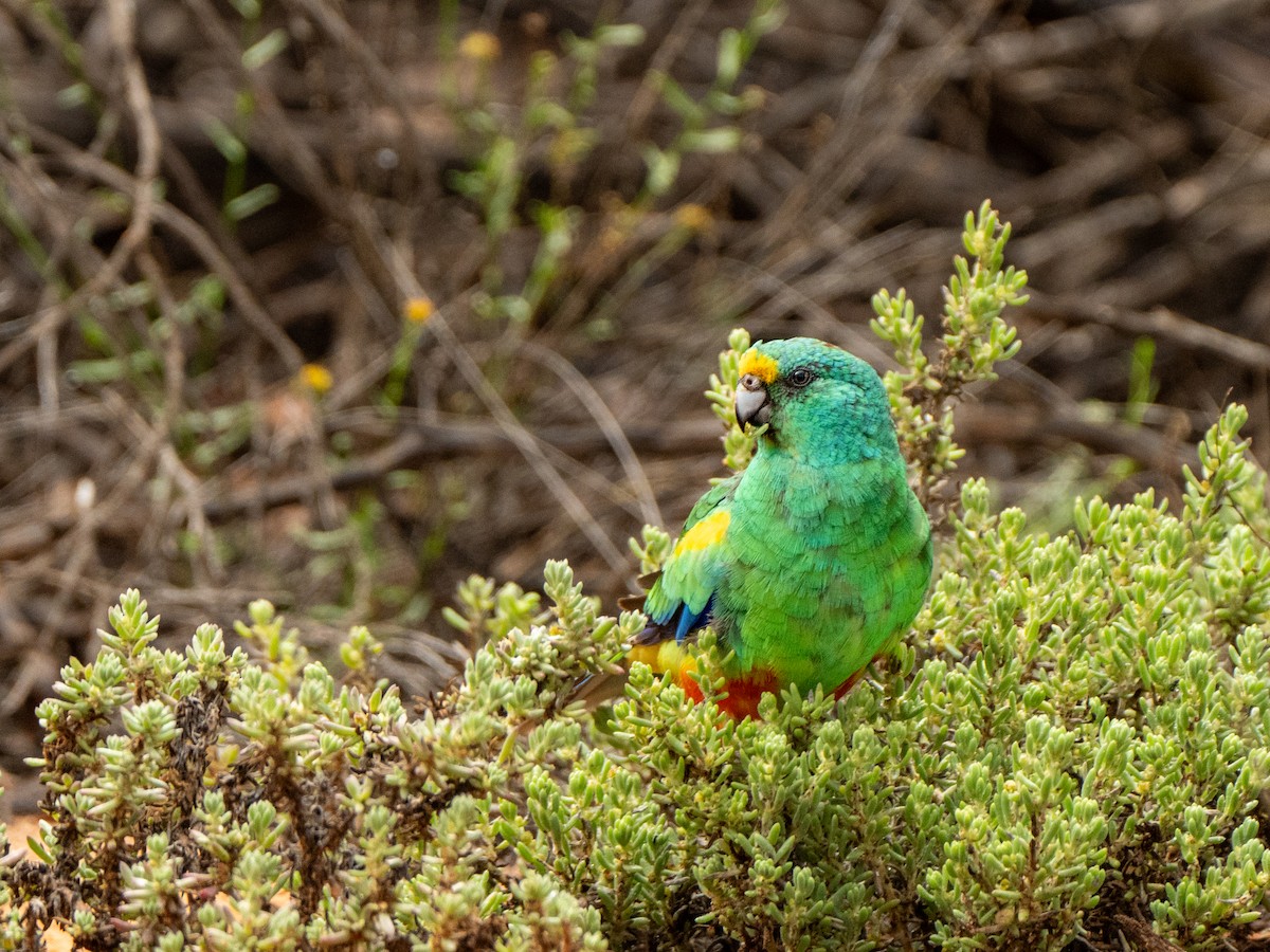 Mulga Parrot - ML627195657