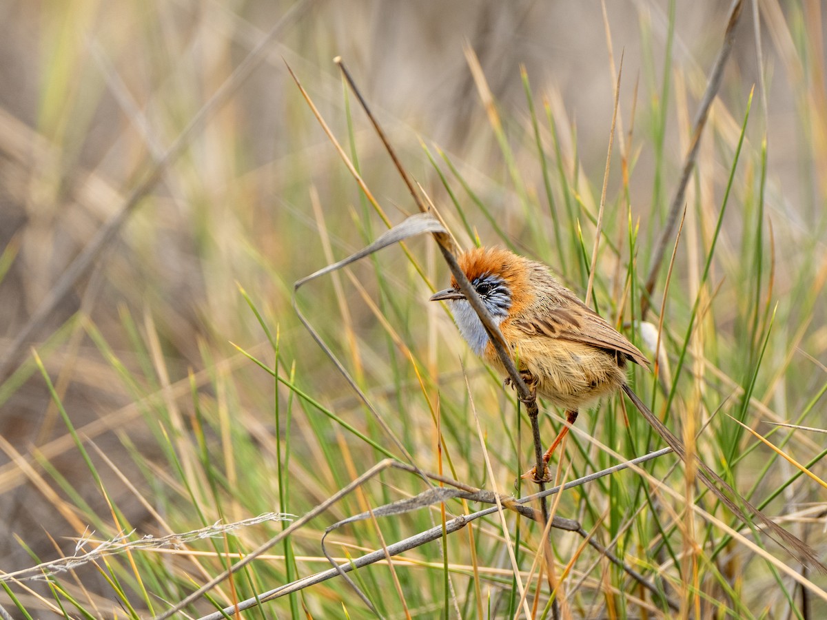Mallee Emuwren - ML627195673