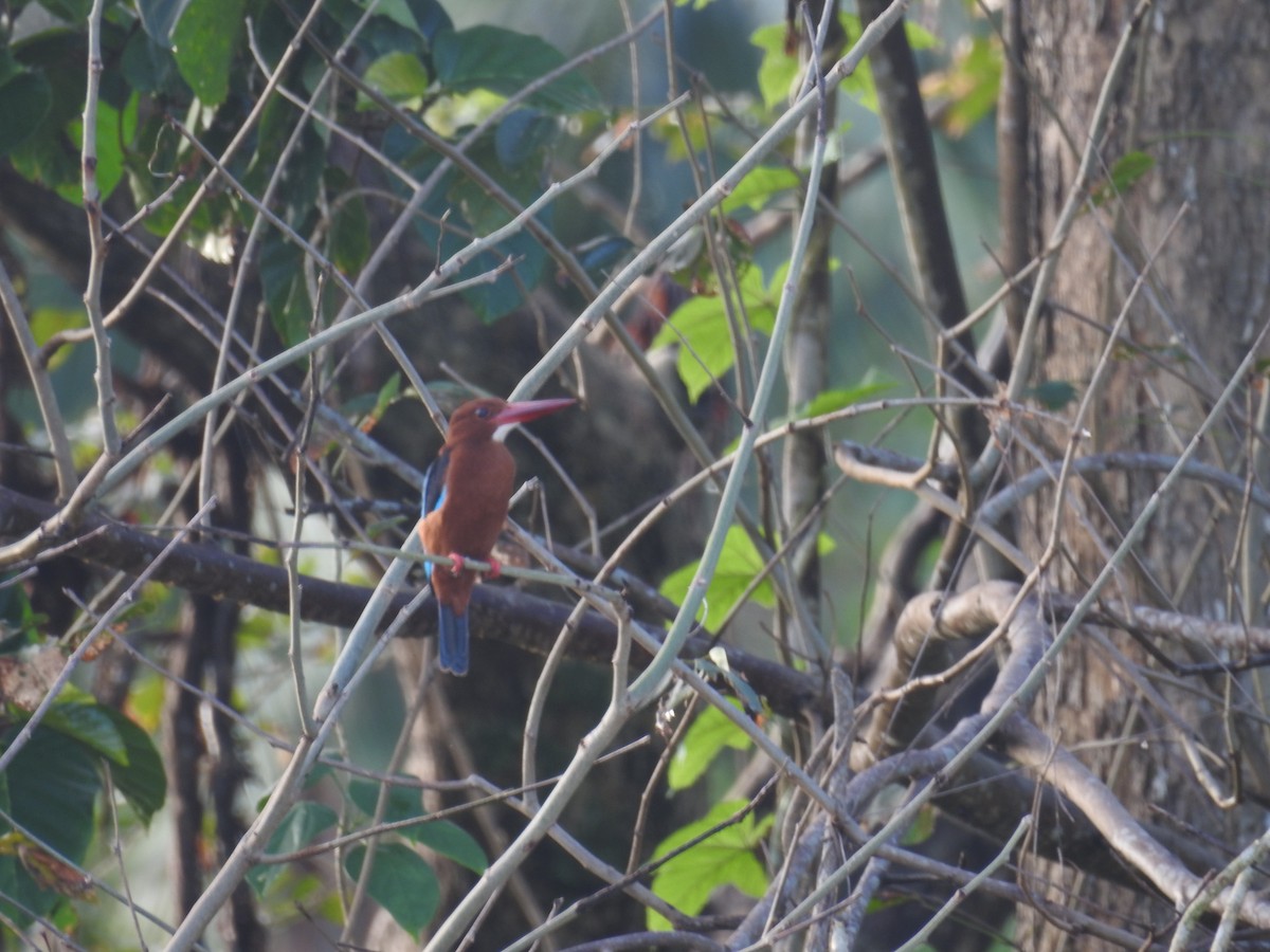 Brown-breasted Kingfisher - ML627195693