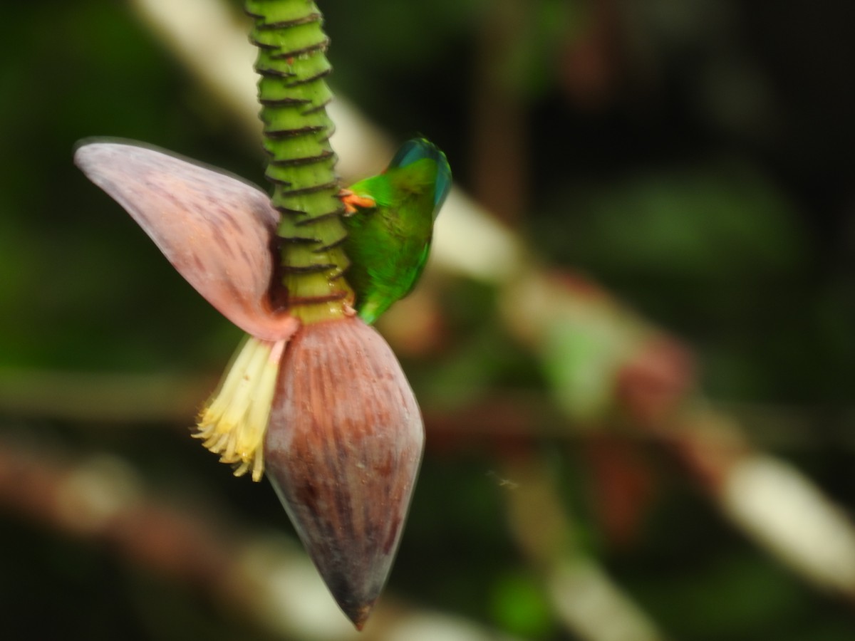 Philippine Hanging-Parrot - ML627195724