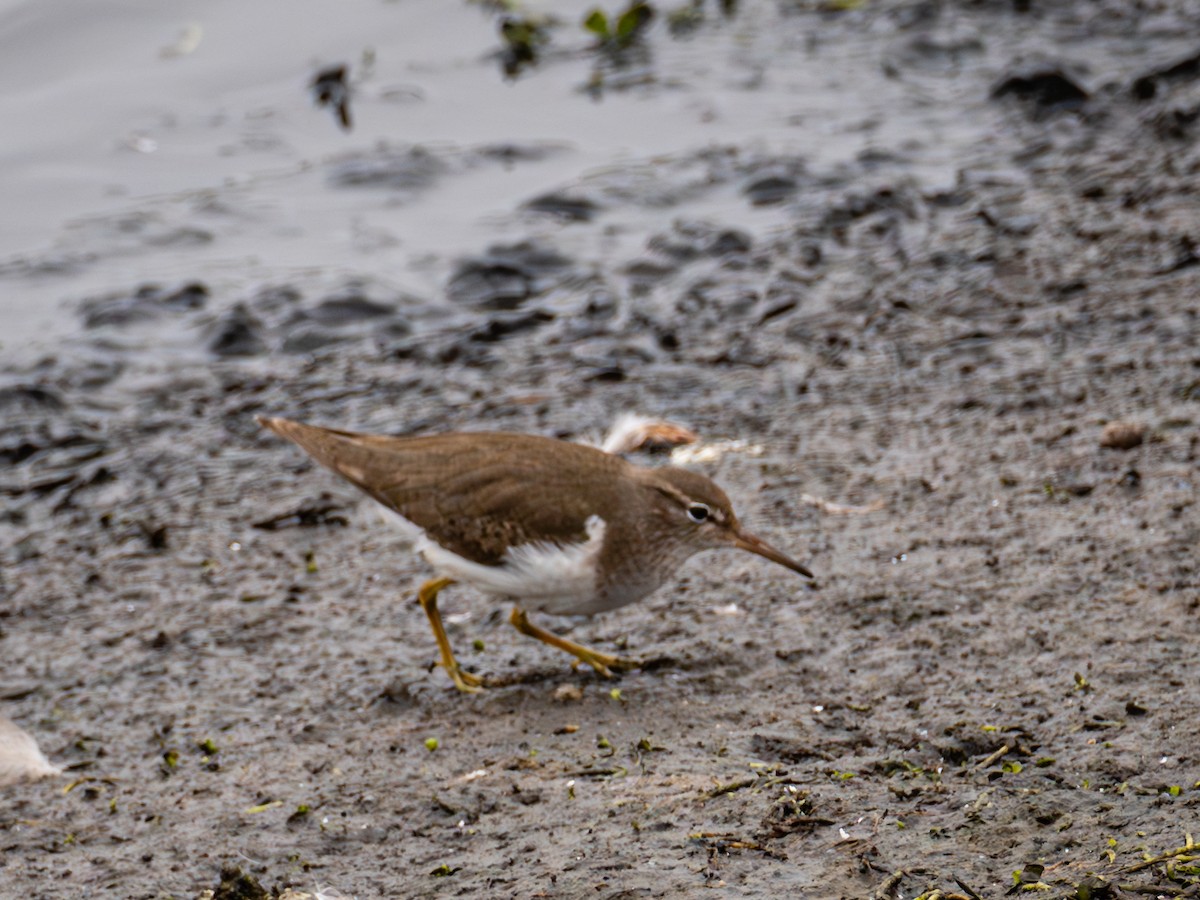 Spotted Sandpiper - ML627195745