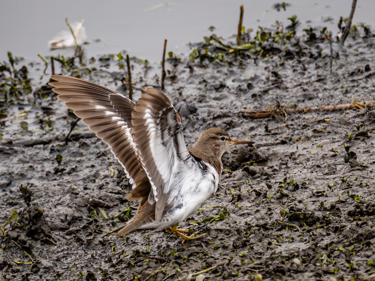 Spotted Sandpiper - ML627195746