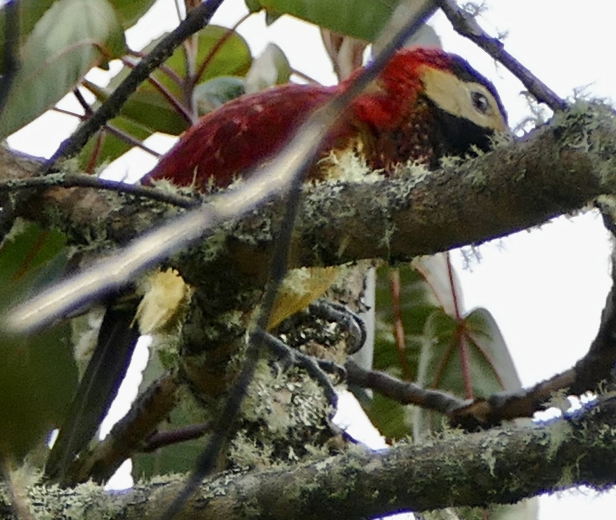 Crimson-mantled Woodpecker - ML627195847