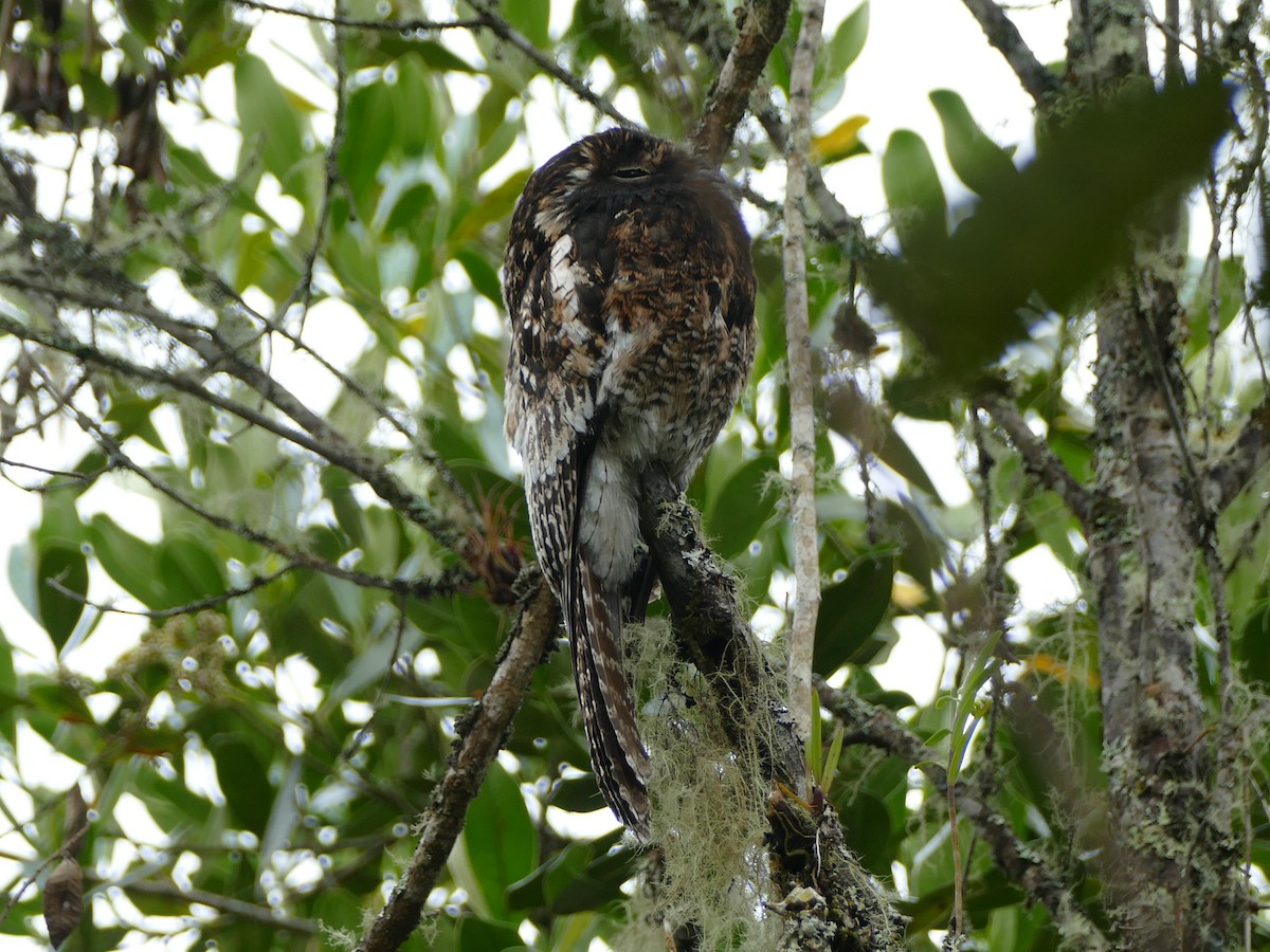 Andean Potoo - ML627195858