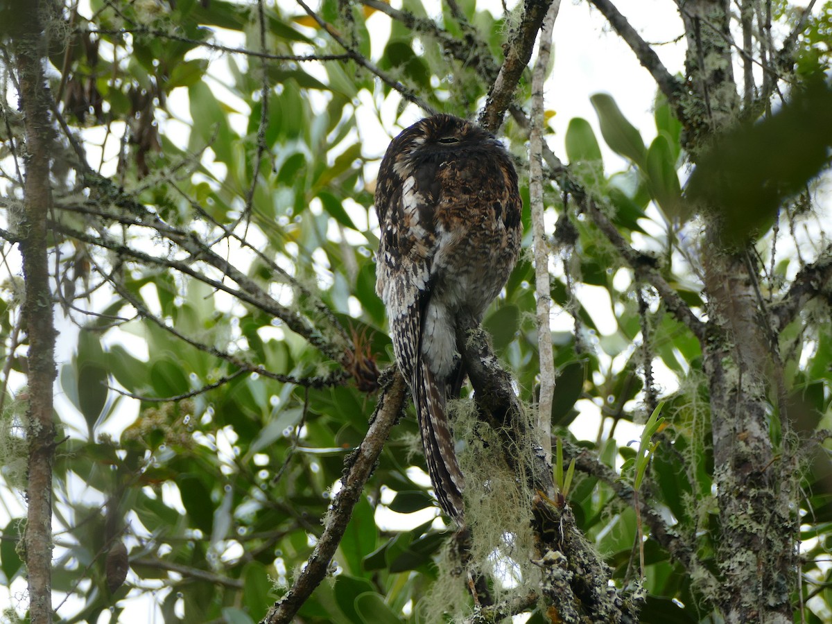 Andean Potoo - ML627195860
