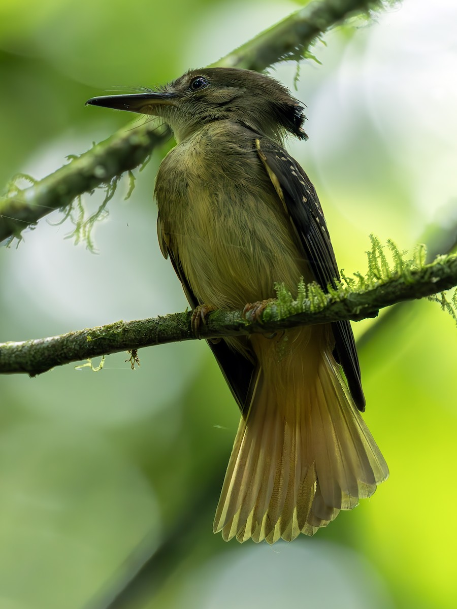 Tropical Royal Flycatcher - ML627196031