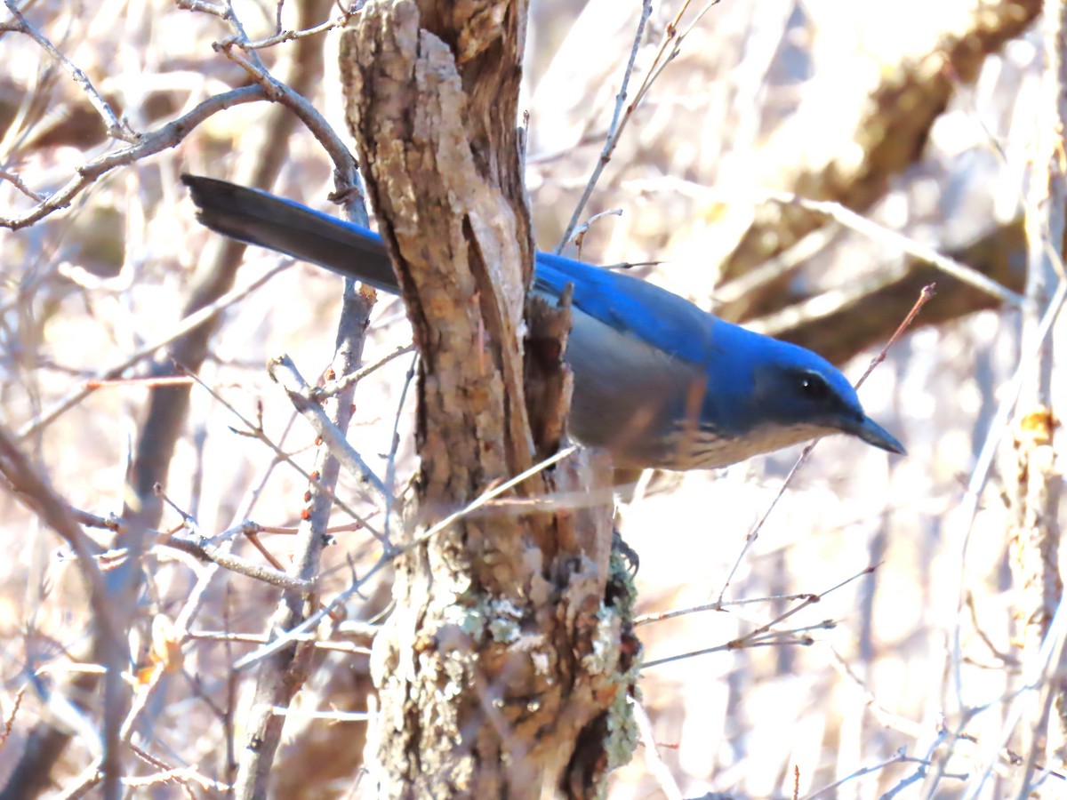 Woodhouse's Scrub-Jay - ML627196093