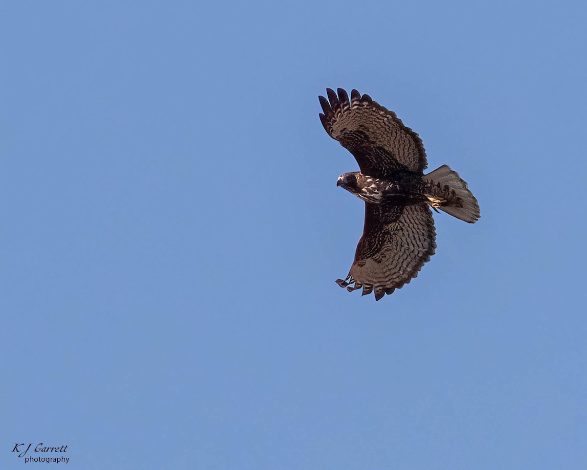 Red-tailed Hawk (Harlan's) - ML627196311