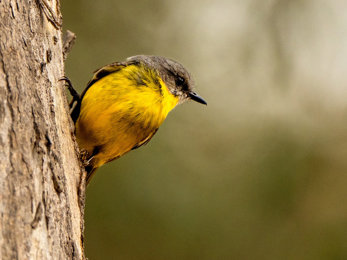 Eastern Yellow Robin - ML627196648