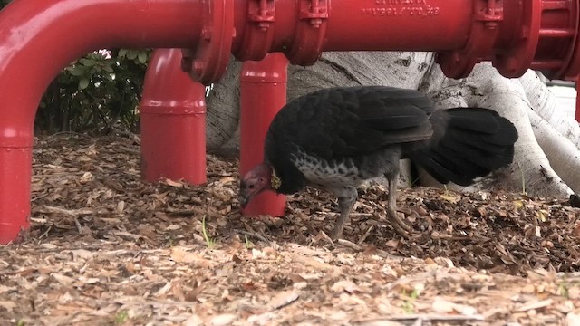 Australian Brushturkey - ML627196674