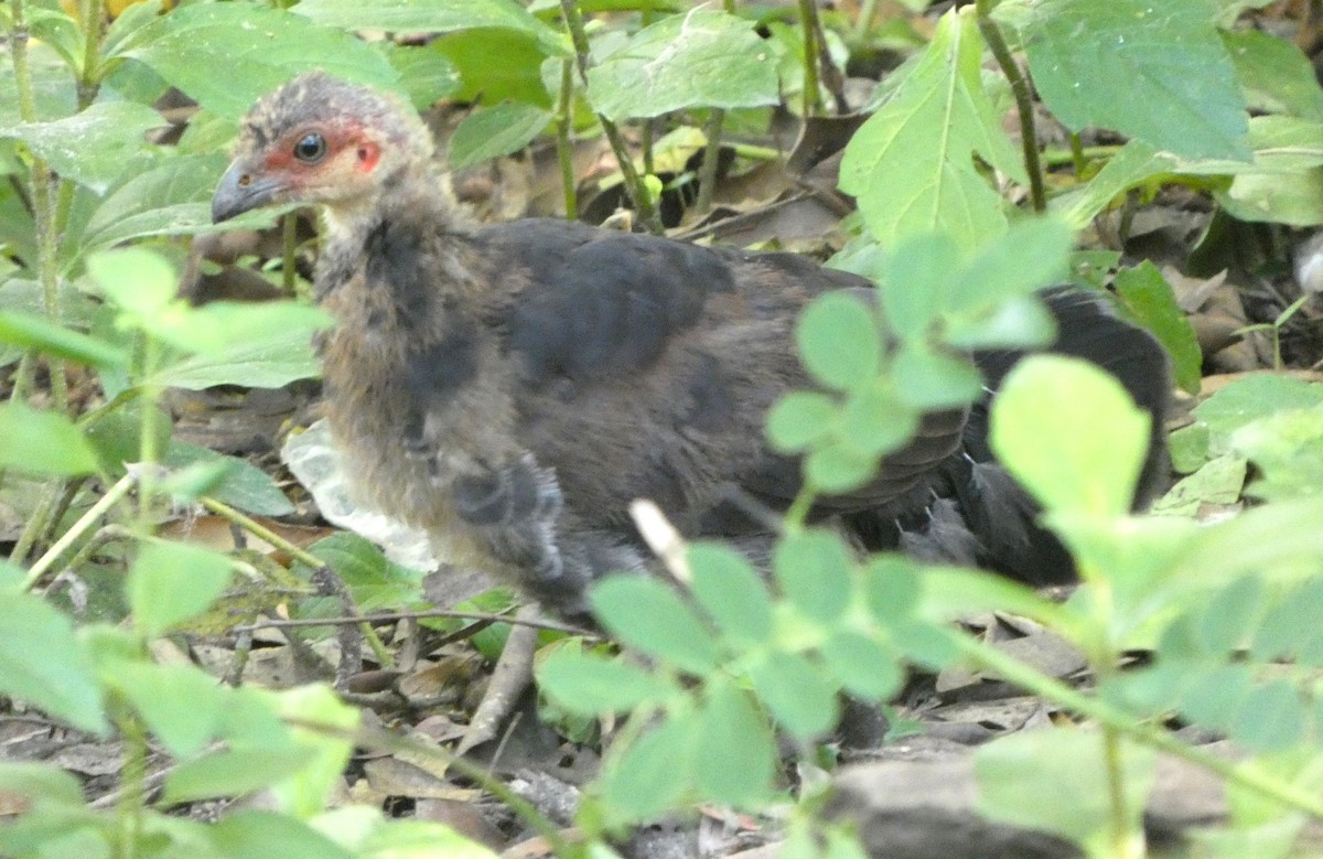 Australian Brushturkey - ML627196836
