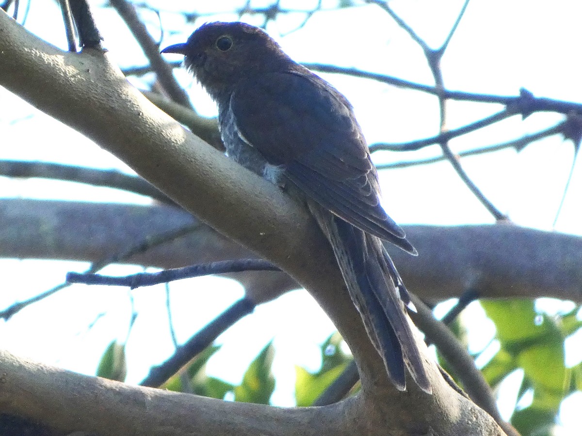 Fan-tailed Cuckoo - ML627196840